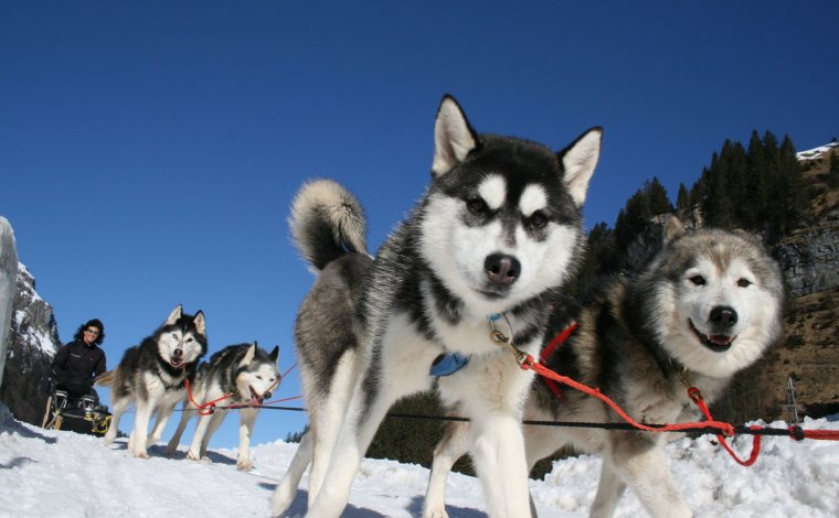 Schlittenhundeplausch